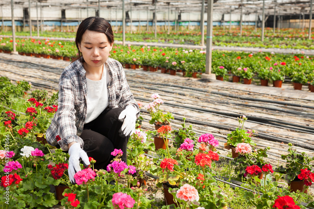Cheerful chinese woman florist holding potted flowers geranium, satisfied with her plants in glasshouse. High quality photo