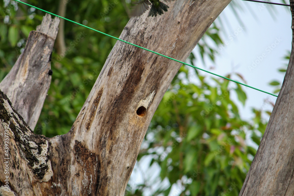 Obraz premium nest on tree