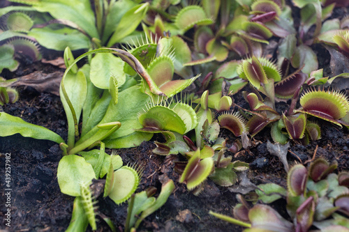 Dionaea Muscipula Venus Flytrap Carnivorous Plant