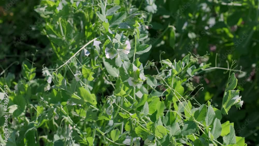 The young green peas in a field in spring close-up. The field of young green peas. The young green peas grow in the field. Flowers and fruits of green peas. The young green peas in a field in spring close-up. The field of young green peas. The young green peas grow in the field. Flowers and fruits of green peas.