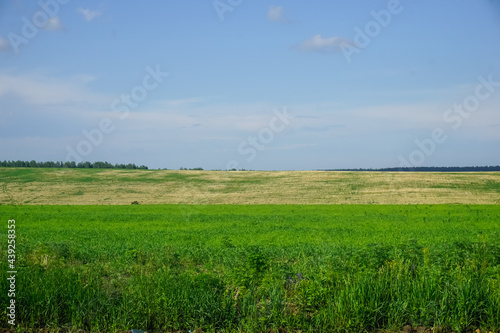 The road in Siberia at the beginning of summer