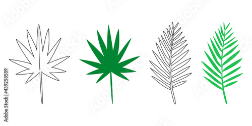 A set of vector tropical leaves. Line drawing, color drawing. Palm leaves for product design, decoration.