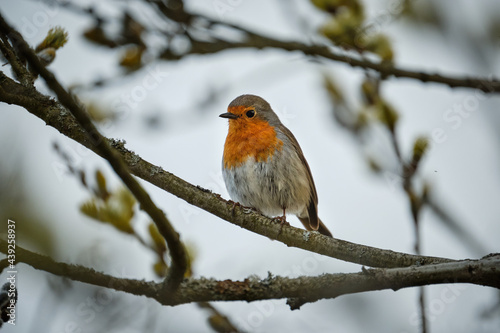 European robin (Erithacus rubecula), wildlife photography. Czech Republic, Europe