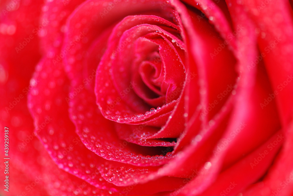 ROSA ROJA CON ROCÍO