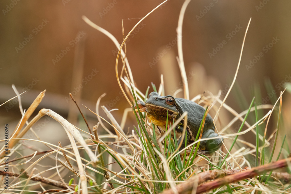 The European tree frog (Hyla arborea) in grass. Wildlife photography, Czech Republic