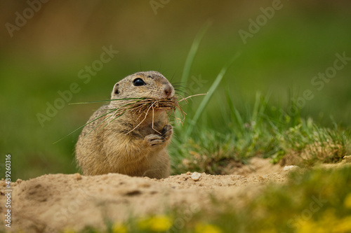 A European ground squirrel (Spermophilus citellus), wildilife photography, Czech Republic