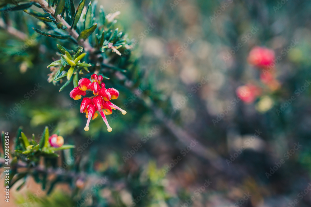 native Australian grevillea firecracker plant with red and yellow flowers outdoor in sunny backyard