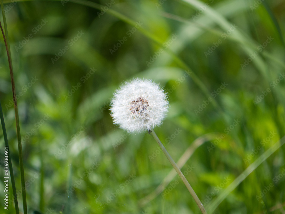 Dandelion