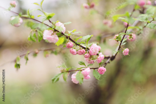 pink cherry blossoms © PhotobyApple