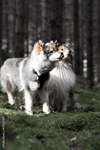 Portrait of Finnish Lapphund and Shetland Sheepdog