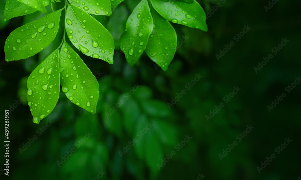 Close up group of fresh green leaves of Andaman satinwood (Murraya paniculata) and clear droplets from raining with low light blur natural plants background. Selective focus and copy space Close up group of fresh green leaves of Andaman satinwood (Murraya paniculata) and clear droplets from raining with low light blur natural plants background. Selective focus and copy space
