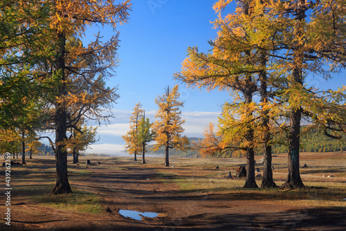 Autumn in northern Mongolia. Natural forest in Mongolia photo