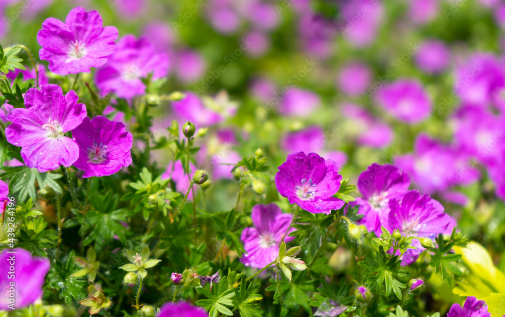 Obraz premium Gorgeous purple bohemian geranium. Lilac geranium flowers in the flowerbed. Beautiful background. Pink and violet flowers, botuns and leaves. Gardening. Flower bed