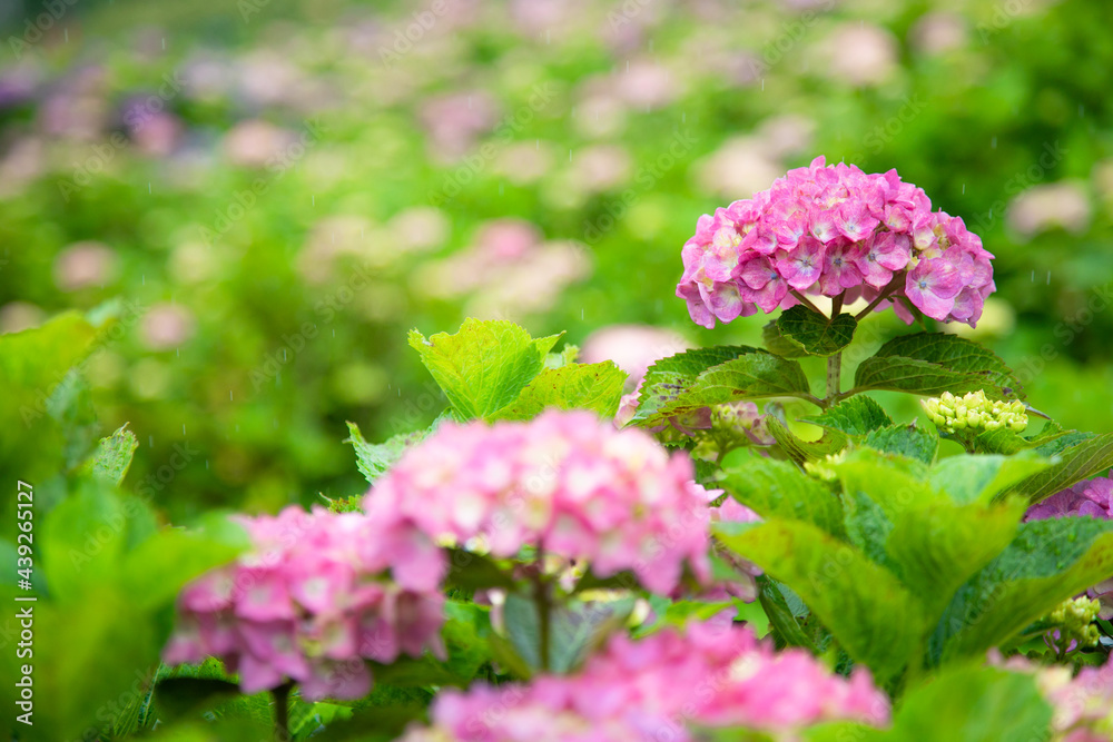 梅雨時のアジサイ　日本