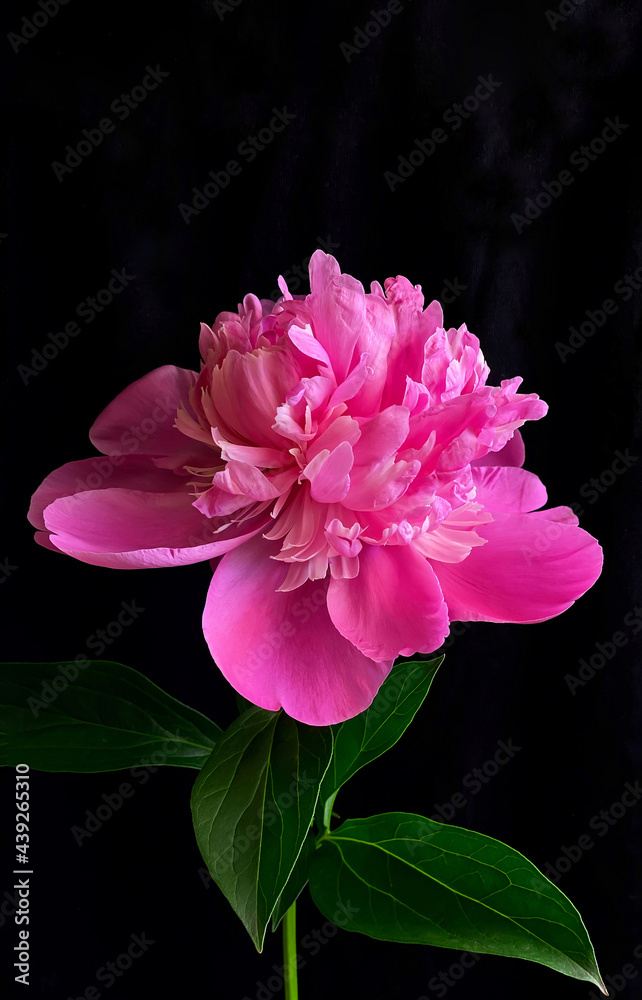 Low key shot of a pink peony flower on black background. Perfect template for your bright projects. Low key shot of a pink peony flower on black background. Perfect template for your bright projects.