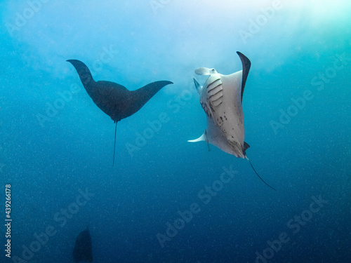 White and black Reef manta rays swimming together (Noumea, New Caledonia)