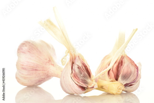 Two organic heads of garlic, close-up, isolated on white. © Oleksandr