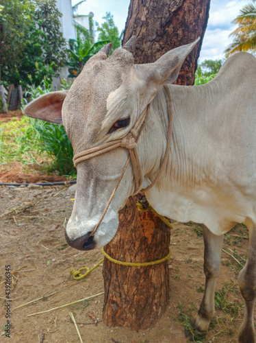 Kangeyam is an Indian breed of draught cattle from the state of Tamil Nadu,cow. photo