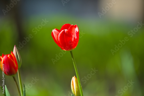 Wonderful bright red tulips with green and yellow bushes in the background. Spring flowers on a warm sunny day. Close-up.