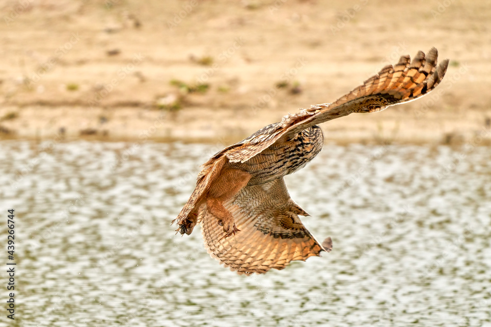 Wild Eagle Owl, the bird of prey flies with spread wings over a green lake.Sandy beach with grass in the background Wild Eagle Owl, the bird of prey flies with spread wings over a green lake.Sandy beach with grass in the background