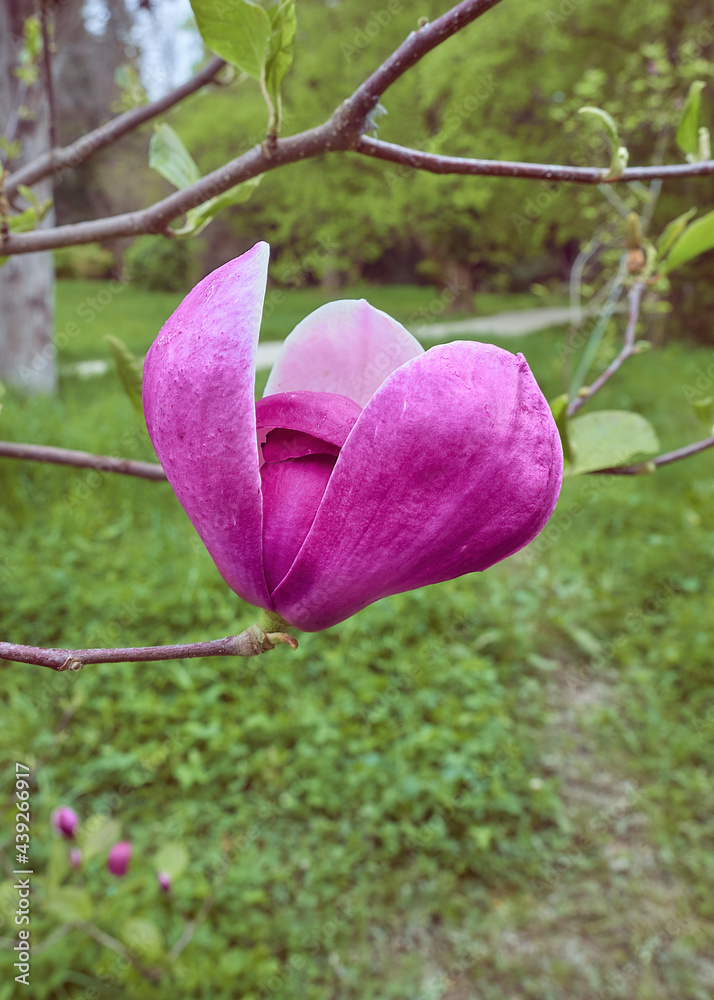 A close-up of blooming purple magnolia on a twig in the springtime. Outdoors scenery and beauty in nature, walks in parks, and recreation in cities. A close-up of blooming purple magnolia on a twig in the springtime. Outdoors scenery and beauty in nature, walks in parks, and recreation in cities.