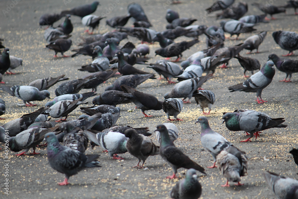 flock of pigeons flock of pigeons