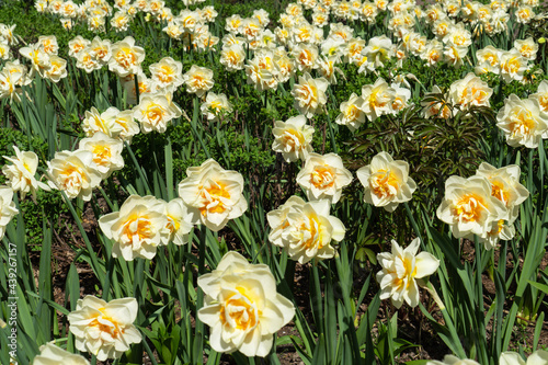 Narcissus or daffodil flowers field in blossom on spring season.
