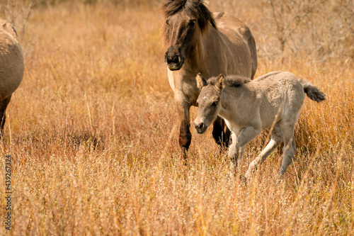 Mare and foal konik horse in a nature reserve. A playful foal, the newborn is jumping in the golden reeds. Black tail and cream hair