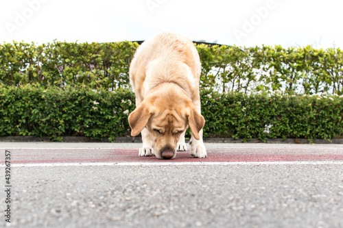 Perro oliendo el suelo con las orejas al viento photo