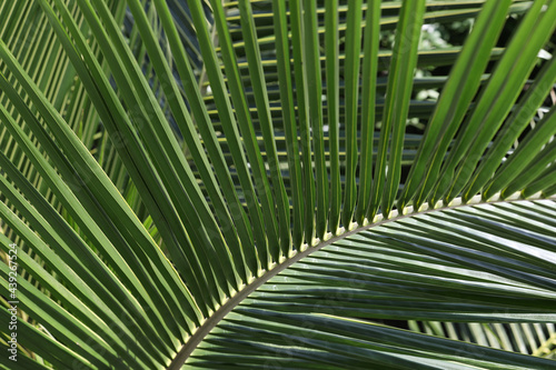 Back of coconut leaf against the sun