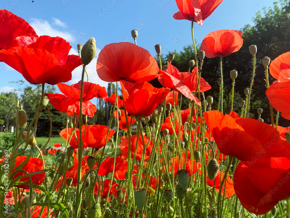 Obraz premium Blooming poppies in the park of Ukraine.