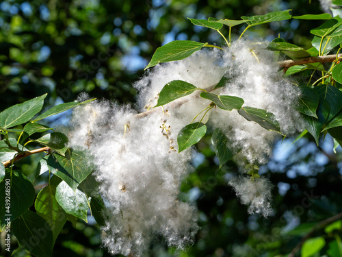 Obraz na plátně Poplar seeds on a branch are surrounded by light airy fluff