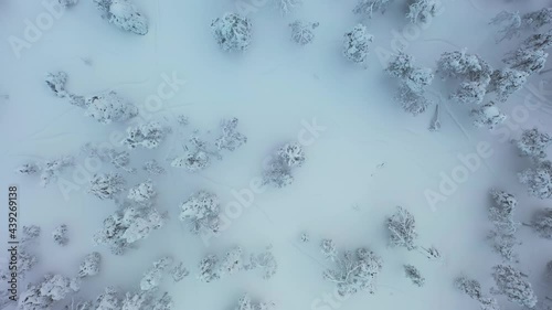 Aerial view over snow covered trees, in dark, cloudy Lapland - top down, drone shot photo