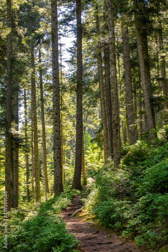 Sentier en forêt