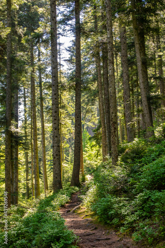 Sentier en forêt