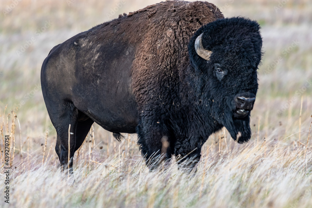 American Bison in the field of Antelope Island SP, Utah American Bison in the field of Antelope Island SP, Utah