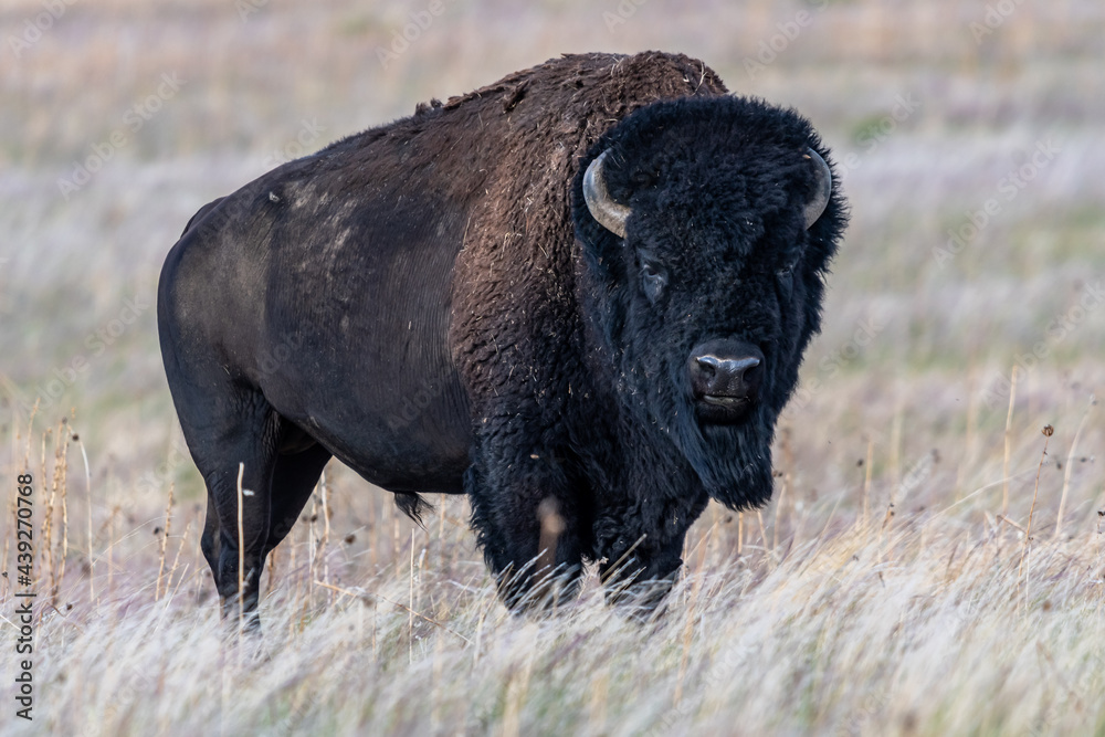 American Bison in the field of Antelope Island SP, Utah American Bison in the field of Antelope Island SP, Utah