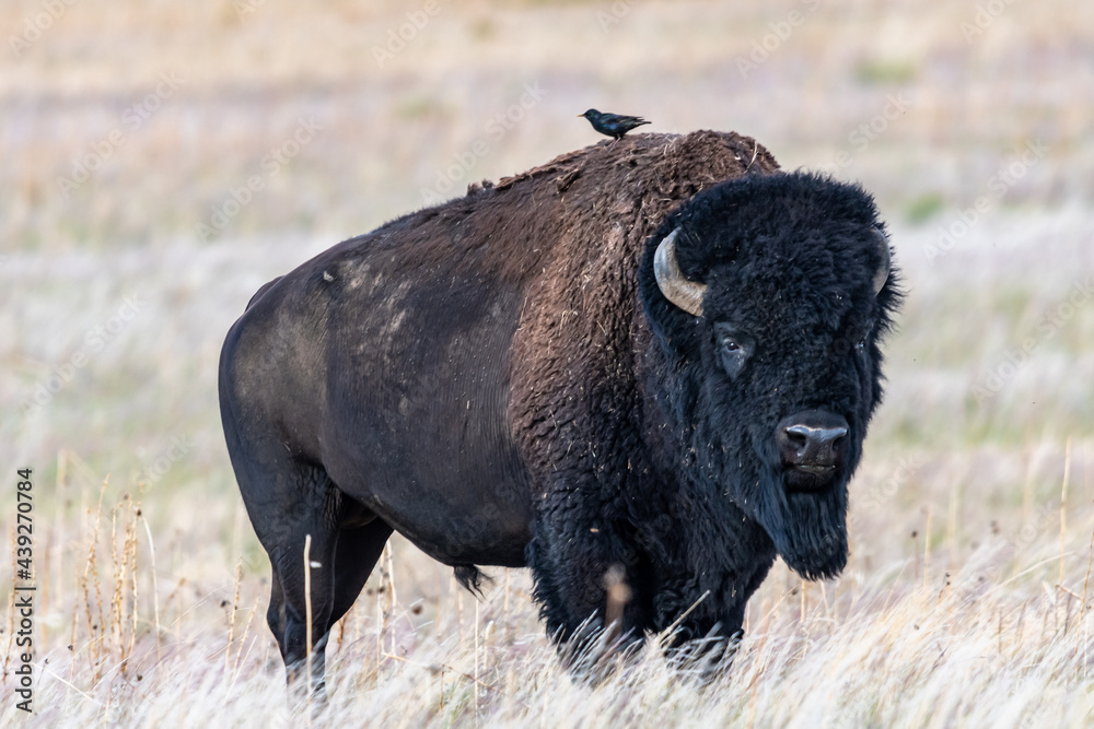 American Bison in the field of Antelope Island SP, Utah American Bison in the field of Antelope Island SP, Utah
