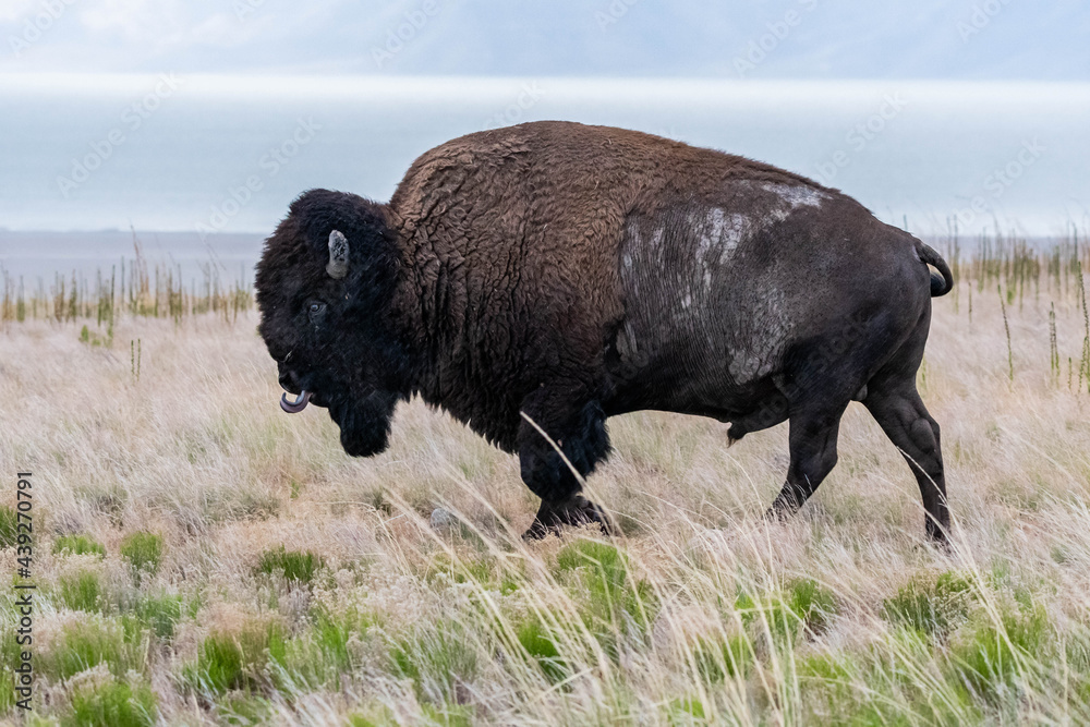 American Bison in the field of Antelope Island SP, Utah American Bison in the field of Antelope Island SP, Utah