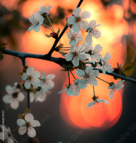Spring Flowers at Sunset
