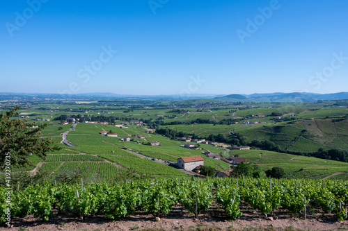 Paysage de vignoble dans le Beaujolais au printemps autour du village de Fleurie