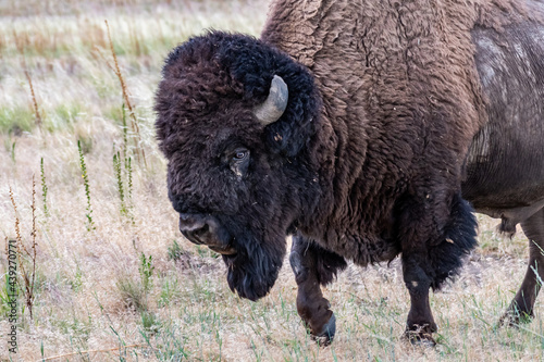 American Bison in the field of Antelope Island SP, Utah © CheriAlguire