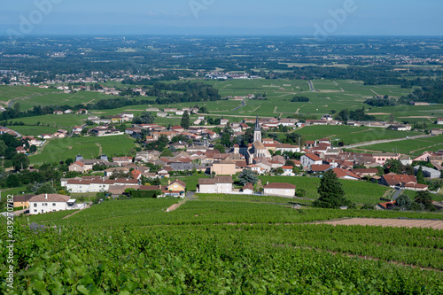 Paysage de vignoble dans le Beaujolais au printemps autour du village de Fleurie