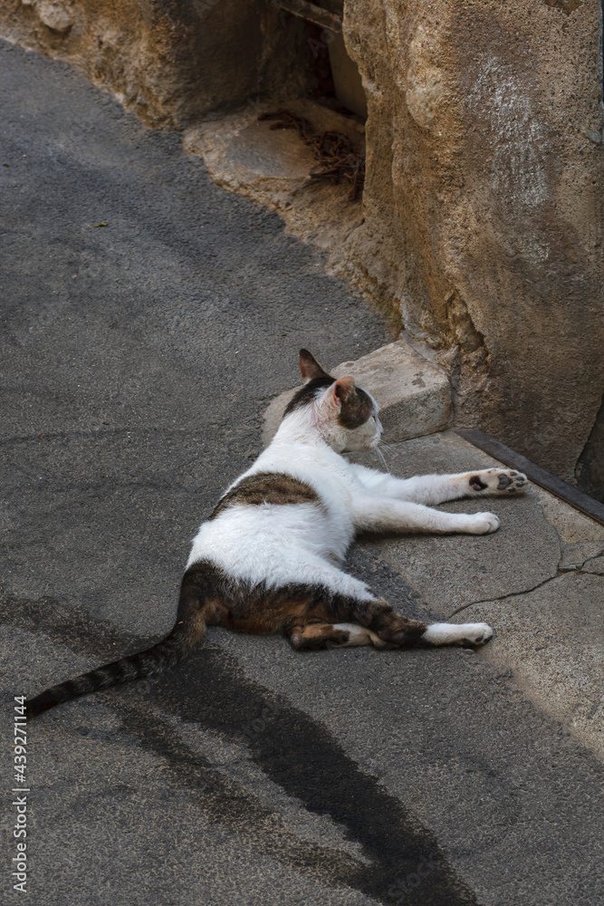 chat dormant sur un trottoir
