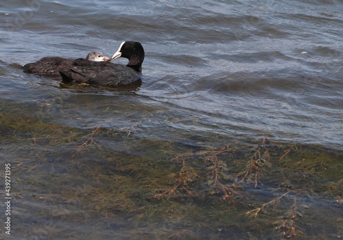 Eurasian coot (common coot, Fulica atra) family feeding. Parent gives algae to juvenile bird. Adult Australian coot and baby chick interaction. Waterbirds offsprings brood. Motherhood and care concept photo