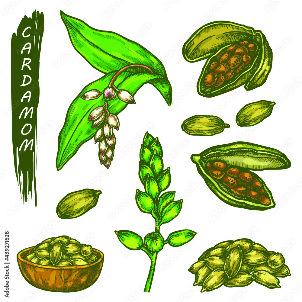 Cardamom sketch elements. Vector cardamom icons, cardamon or cardamum ...