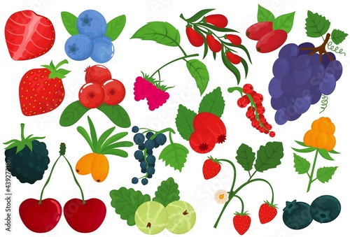 Berry set, isolated on white, vector illustration. Healthy fruit, fresh raspberry, strawberry food, organic cherry and natural blackberry.