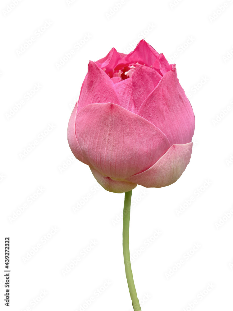 Fototapeta premium Pink lotus flowers on a white background look beautiful.