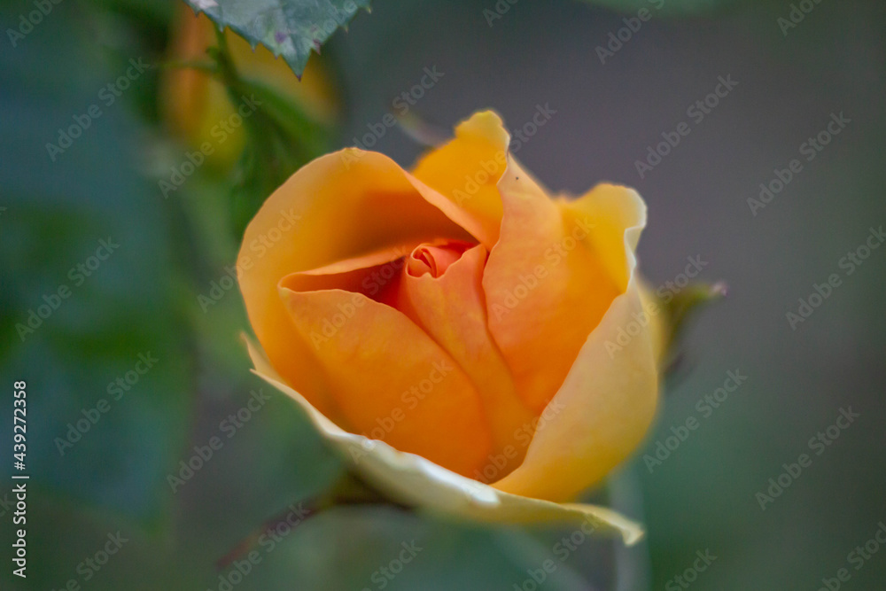 Orange rose in summer season , Blooming flower Orange rose in summer season , Blooming flower