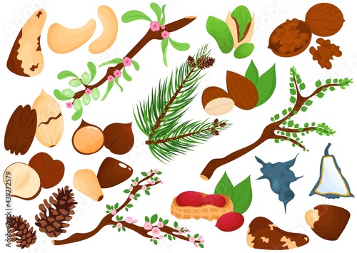 Nuts food, isolated on white set, vector illustration. Healthy product almond, walnut, pistachio snack and organic hazelnut. Natural element